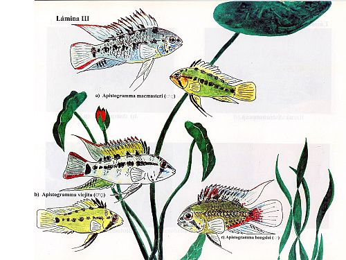 PECES DE VENEZUELA